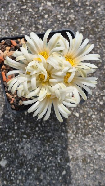 Lophophora alberto-vojtechii
